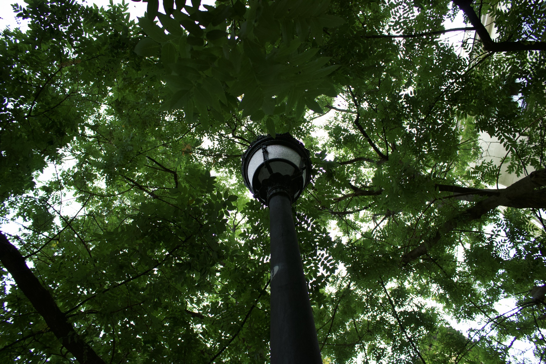 A Madrid street lamp framed by green leaves